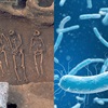 Composite image. Left: A close-up view of a burial trench between rows of individual graves, excavated between concrete foundations. Right: A medical illustration of bacteria.