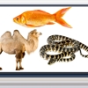 An illustration of a classroom with a goldfish, camel, and snake on the board.