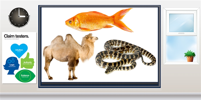 Fish bridges, camels, and snakes: What's going on in your classroom?
