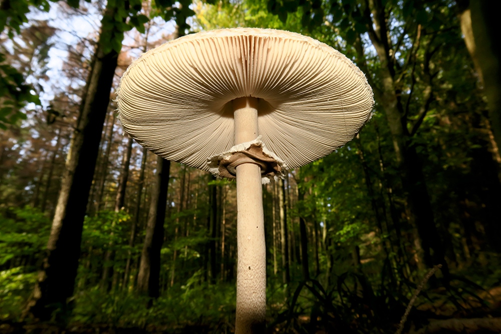 Parasol mushroom growing in a forest in Saxony, Germany