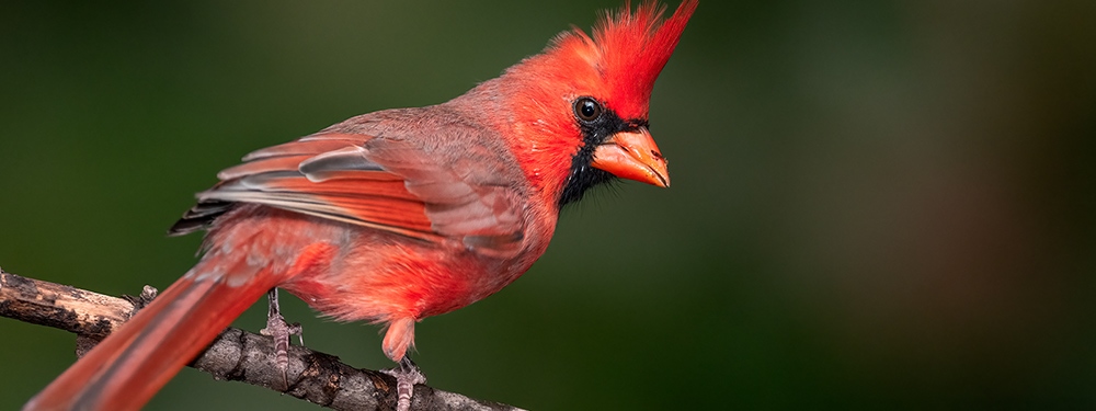  northern cardinal