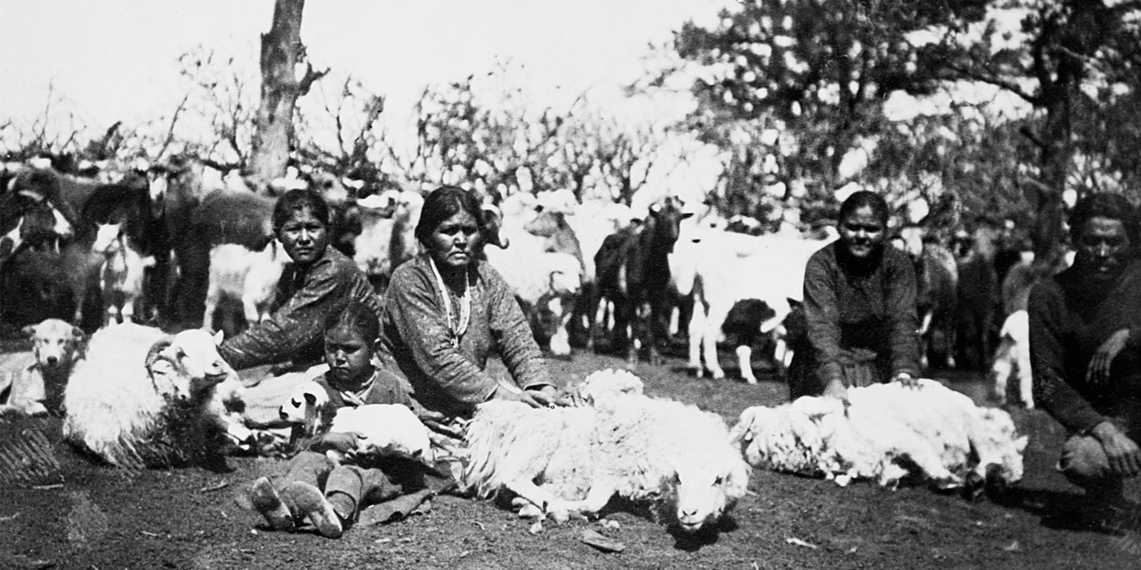 Navajo women shearing sheep. © CORBIS/Corbis via Getty Images. 