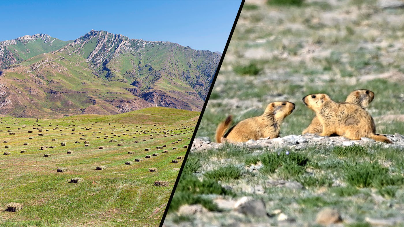 Left: A picturesque green mountain. Right: Three marmots.