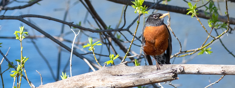 American robin perched on a branch.