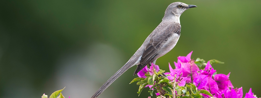 Northern mockingbird perched on a flowering plant.