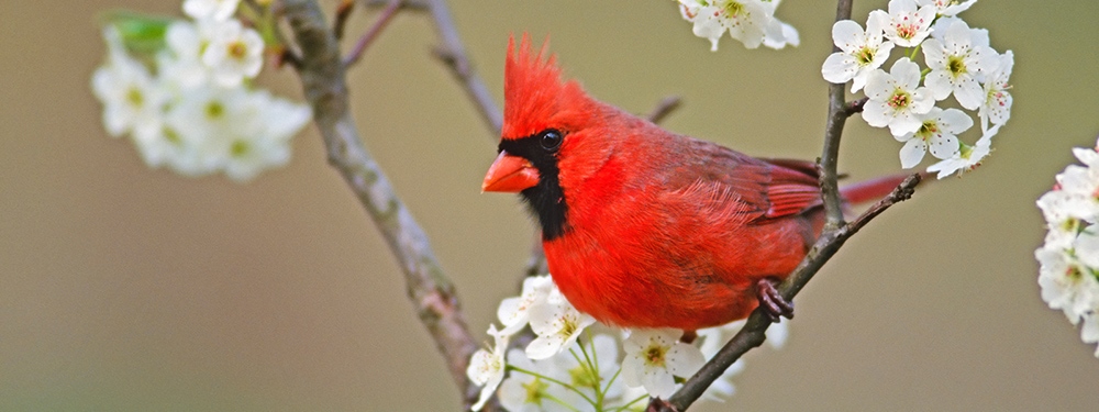 Northern cardinal perched on a flowered branch.