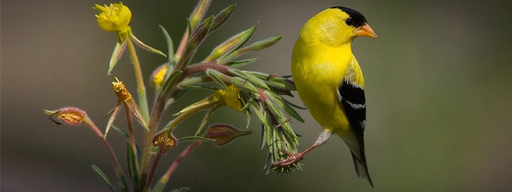 An American goldfinch perched on a flower.