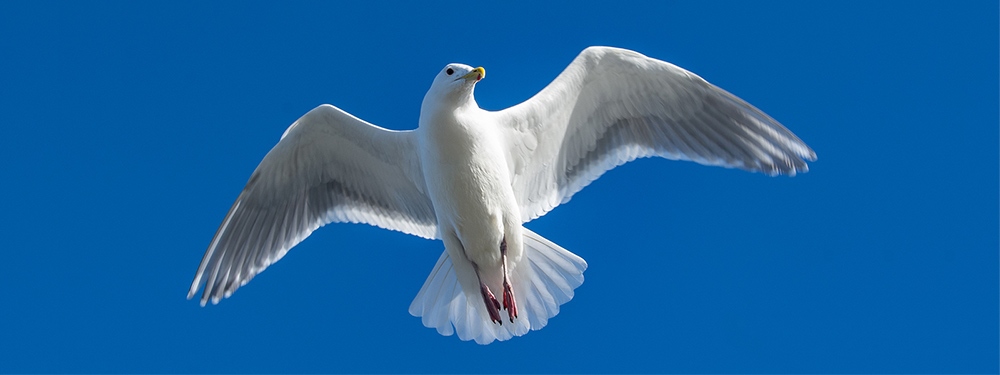 A seagull in flight in a blue sky.