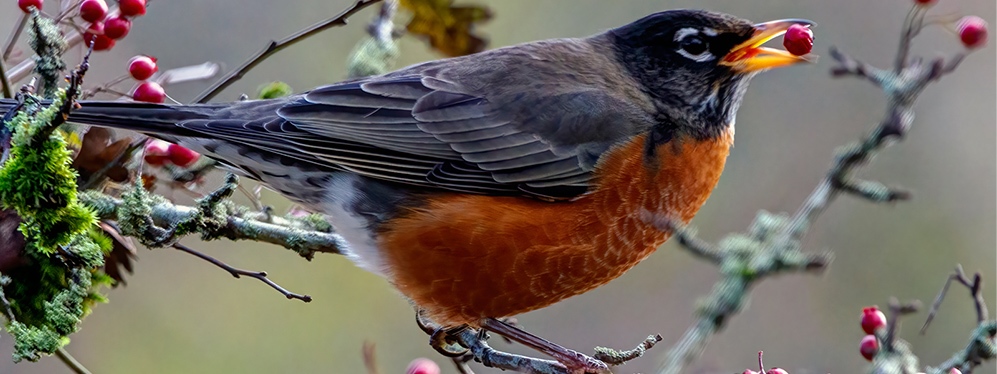 American robin eating a small berry.